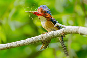 Banded Kingfisher (Lacedo pulchella)