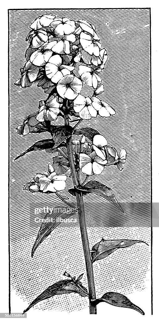 Antique illustration of Phlox paniculata (Fall phlox, Garden phlox)