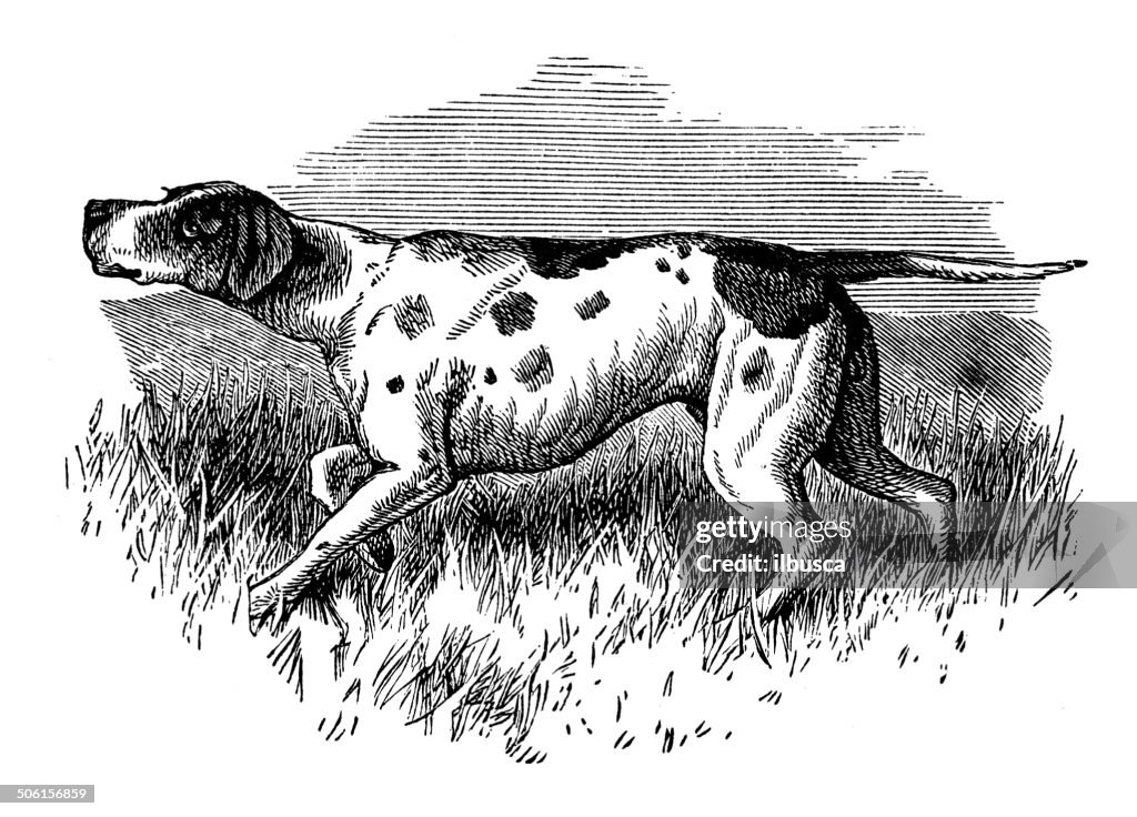Antique illustration of pointer pointing