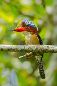 Close up portrait of Male Banded Kingfisher