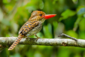 Side view of Female Banded Kingfisher