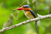 Front side of Male Banded Kingfisher