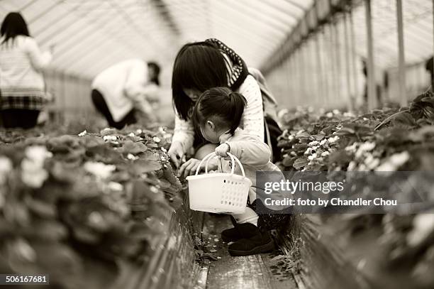 little girl in strawberry farm - chandler strawberry stock pictures, royalty-free photos & images