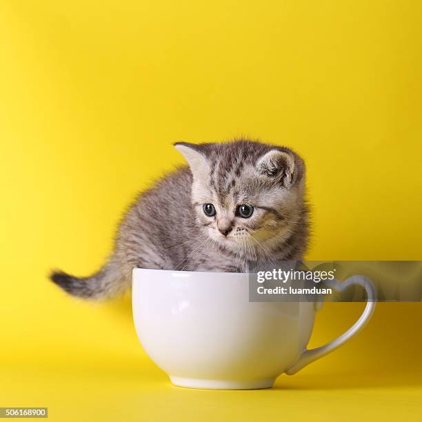 cute kittens sitting inside in pastel containers on yellow backg