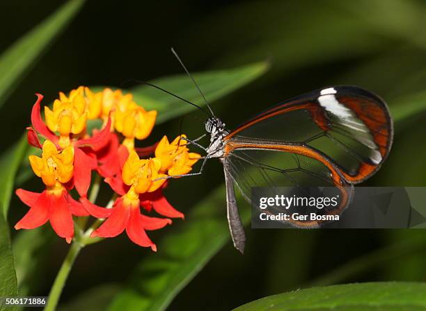 glasswinged butterfly foraging on flower - translucent glass stock pictures, royalty-free photos & images