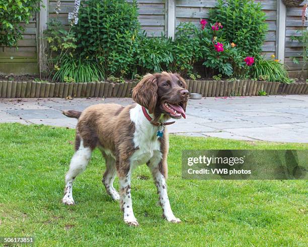 young springer spaniel in garden - english springer spaniel stock pictures, royalty-free photos & images