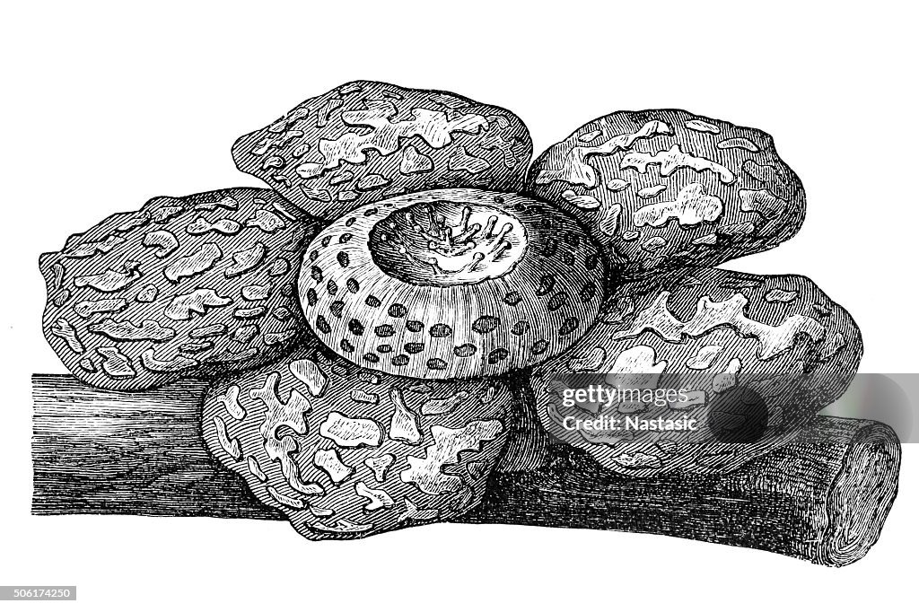 Rafflesia hasselti