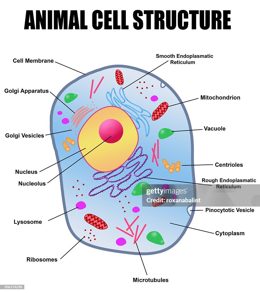 Animal Cell Structure High-Res Vector Graphic - Getty Images