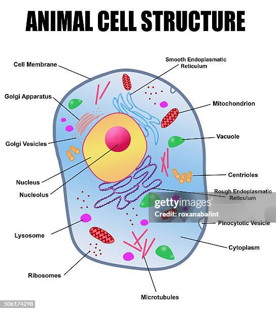 Animal Cell Structure High-Res Vector Graphic - Getty Images Animal Cell Structure High-Res Vector Graphic - Getty Images