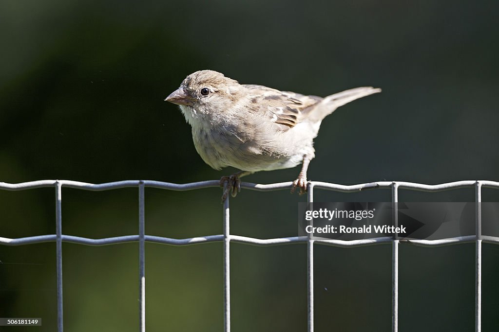 House sparrow