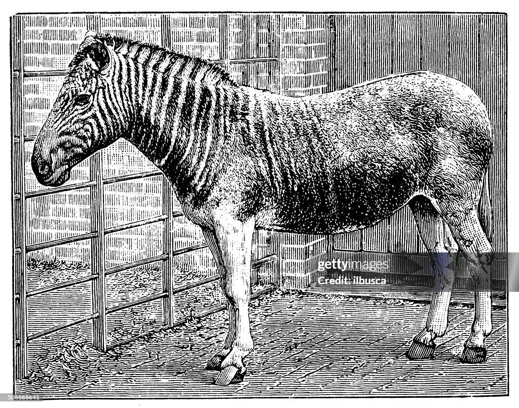 Antique illustration of quagga (Equus quagga quagga)