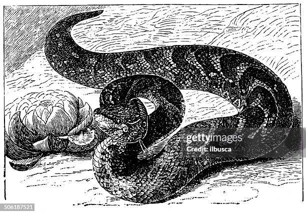 antique illustration of puff adder (bitis arietans) - adder stock illustrations