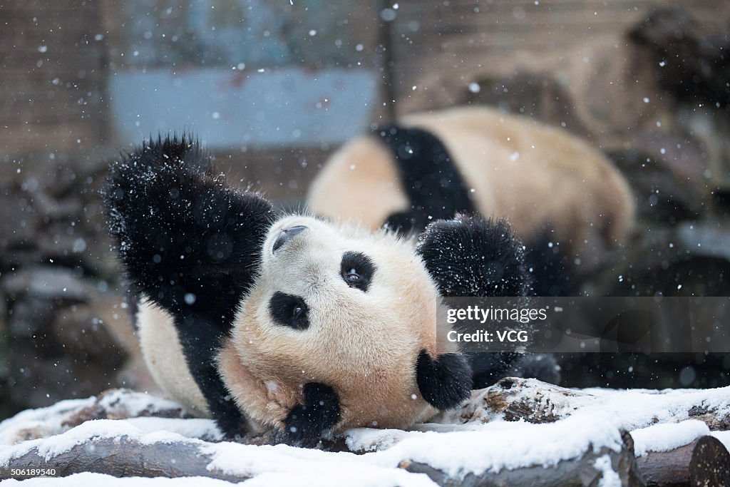 Giant Pandas Play After Snow In Hangzhou