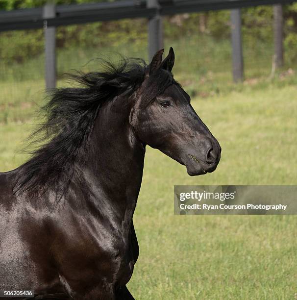 friesian horse head shot - friesian horse stock-fotos und bilder