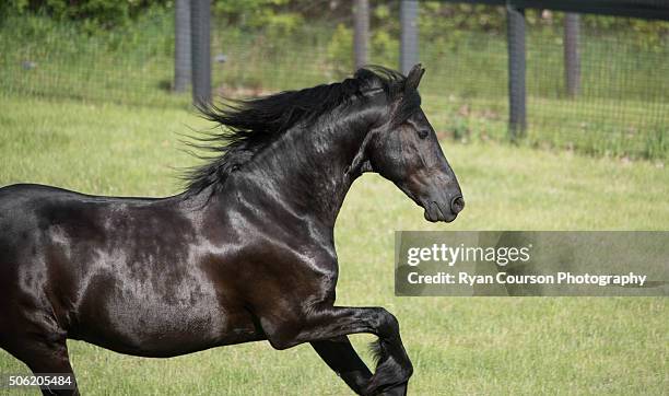 black friesian running - friesian horse stock pictures, royalty-free photos & images