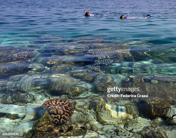 tropical coral reef lagoon at rannalhi, south male atoll, maldives - male imagens e fotografias de stock