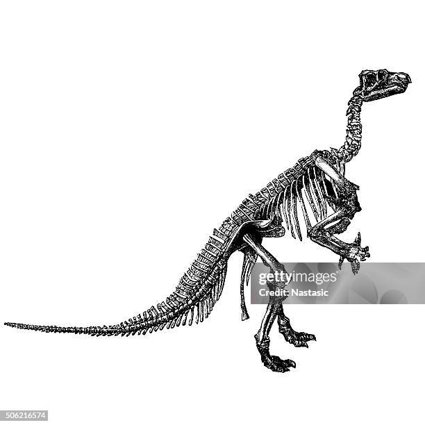 stockillustraties, clipart, cartoons en iconen met ceratosaurus - dierlijk skelet