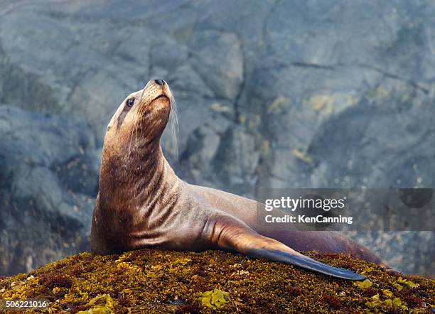 león marino de steller - steller sea lion (eumetopias jubatus) fotografías e imágenes de stock
