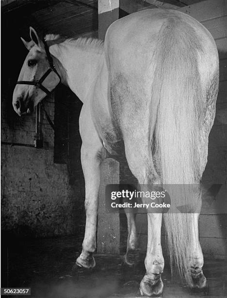 440 Horse Rear End Stock Photos, High-Res Pictures, and Images - Getty ...