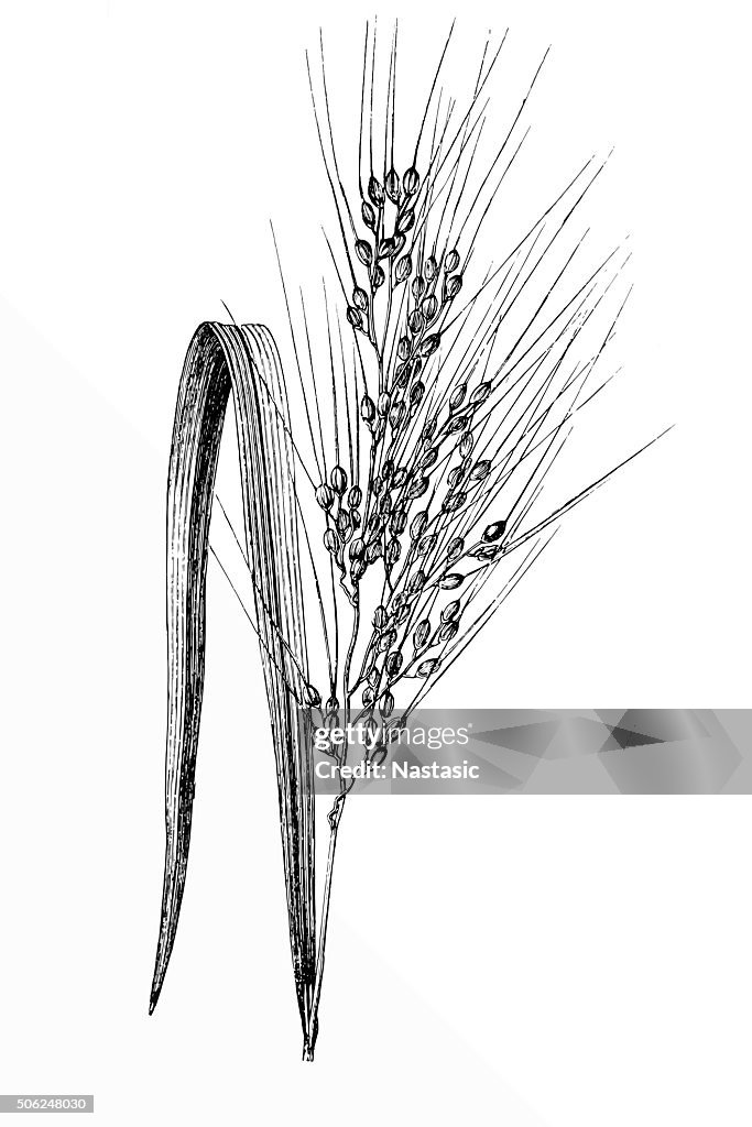 Asian Rice (Oryza sativa)