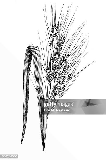 asian rice (oryza sativa) - oryza stock illustrations