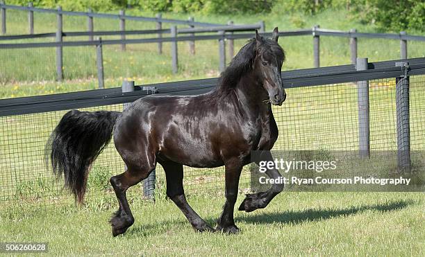 black friesian horse trotting. - friesian horse stock pictures, royalty-free photos & images