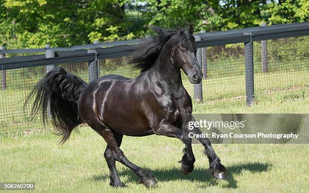 black friesian running in paddock - friesian horse stock-fotos und bilder