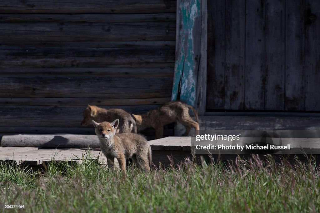 Three Coyote Pups on Porch