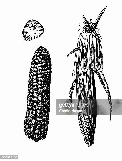 stockillustraties, clipart, cartoons en iconen met corn - kaf