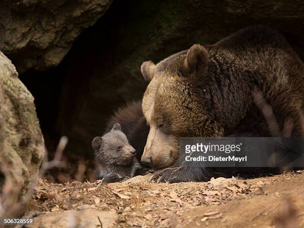 ours brun famille - brown bear cub photos et images de collection