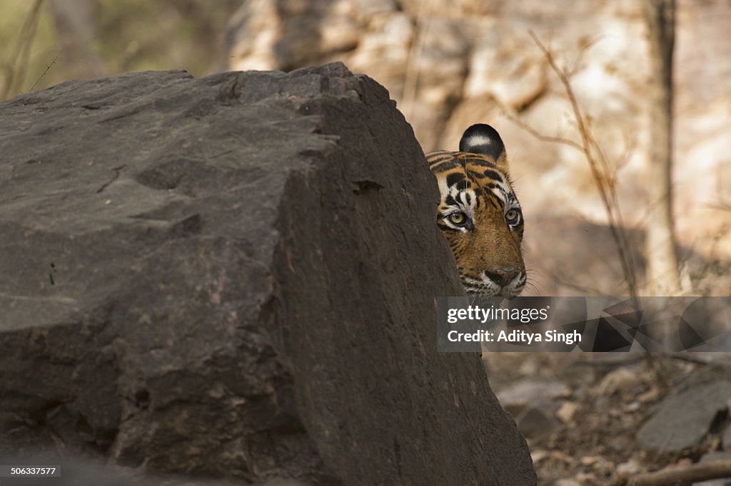 Tiger peeping from behind a rock