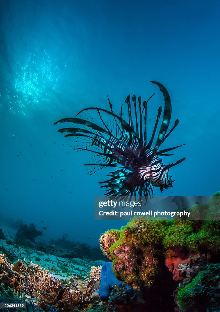 Lion fish on the prowl