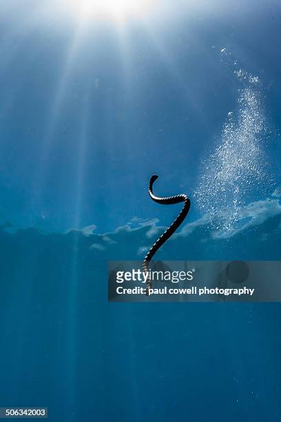 scuba snake - sunbeam snake stock pictures, royalty-free photos & images