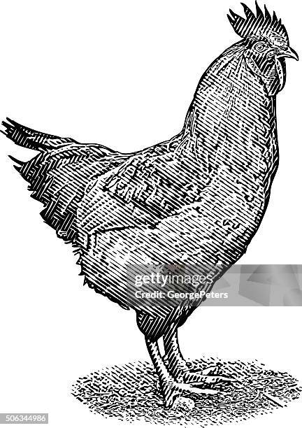 rooster isolated on white background - woodcut illustration stock illustrations