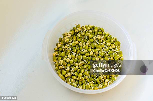 bean sprout (sprout of mung beans) - sojabohnensprosse stock-fotos und bilder