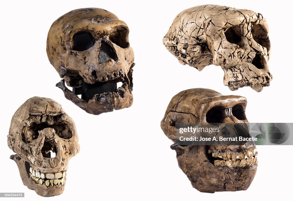 Reconstruction with plasters to royal scale of crania of different species prehistoric men