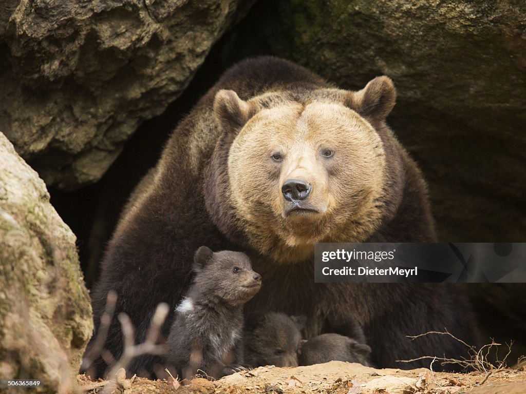 Brown bear family