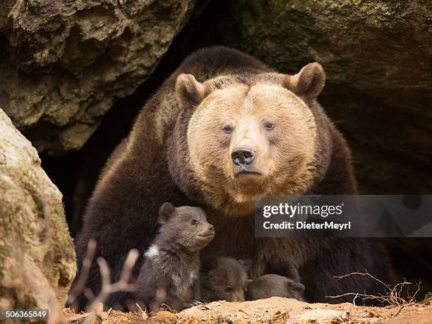 brown bear family - kodiak brown bear stock pictures, royalty-free photos & images