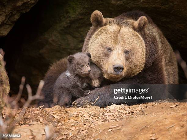 ours brun famille - brown bear cub photos et images de collection