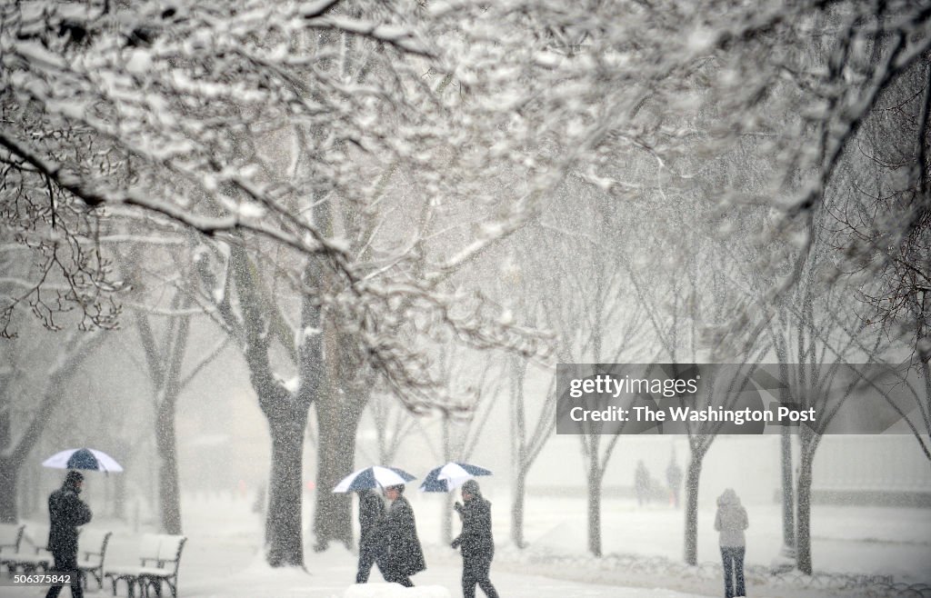 WASHINGTON, DC - MARCH 5: The first signs of spring are covered
