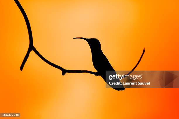 silhouette of a hummingbird on a branch - laurent sauvel stock pictures, royalty-free photos & images