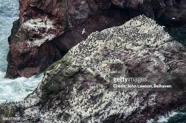 seabird city, rocks covered with guillemots - berwickshire photos et images de collection