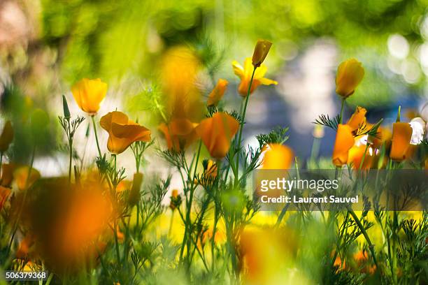 flashy yellow flowers in spring - laurent sauvel photos et images de collection