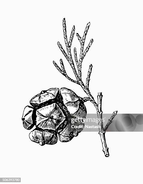 pine cone - pine cone stock-grafiken, -clipart, -cartoons und -symbole