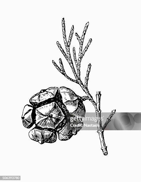 pine cone - pine bough stock illustrations