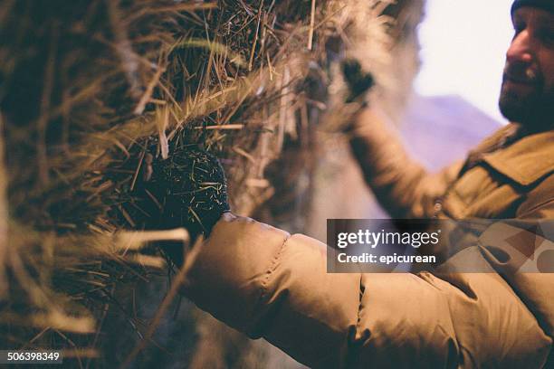 hard working man grabs hay bale stacked in barn - macho stock pictures, royalty-free photos & images