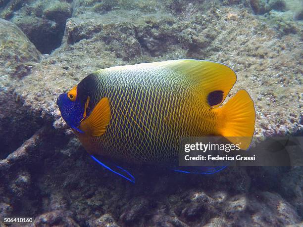 blueface angelfish (pomacanthus xanthometopon) - pomacanthus xanthometopon stock pictures, royalty-free photos & images