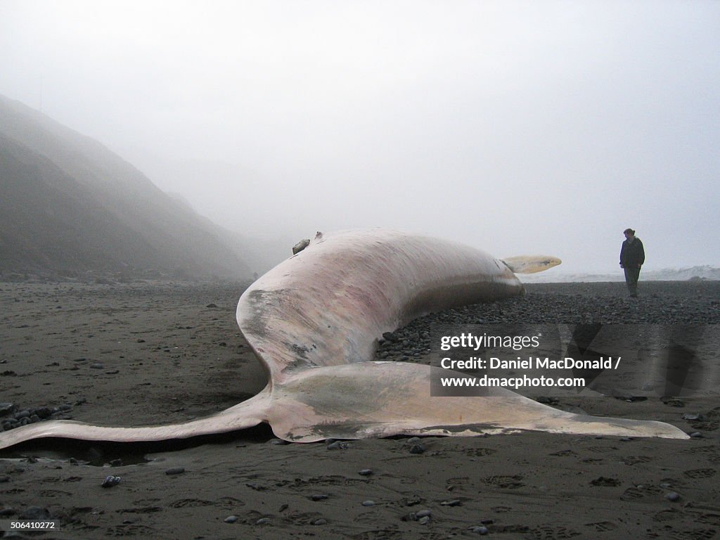 Solitary woman examines the carcass of a beached whale on the Northern California coast
