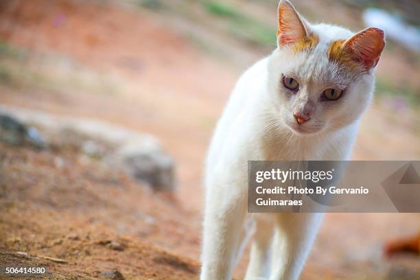 domestic cat - felino photos et images de collection