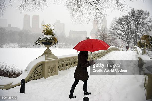 Woman walks in strong winds and heavy snow fall in Central Park on January 23, 2016 in New York City. A major Nor'easter is hitting much of the East...